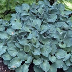 'Blue Mouse Ears' Hosta -Flower Shop 592 2330 popup sw
