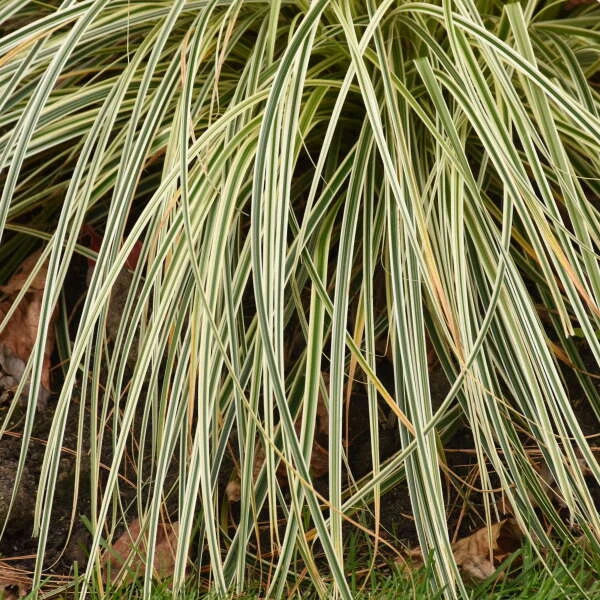 'Feather Falls' Sedge 3 'Feather Falls' Sedge - Image 3