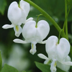 White Bleeding Heart -Flower Shop 597Dicentraspectabilis Alba 3