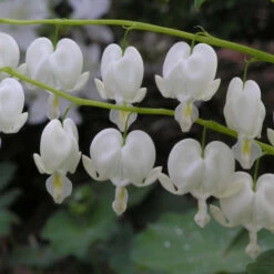 White Bleeding Heart -Flower Shop 597Dicentraspectabilis Alba 4
