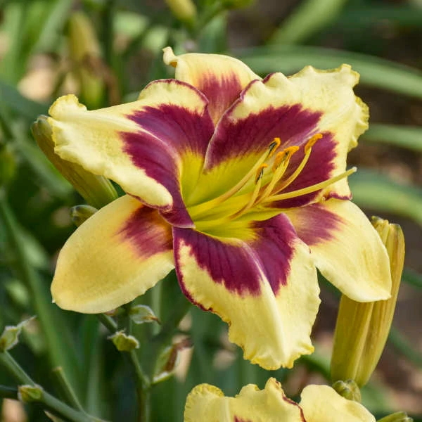 Rainbow Rhythm® 'Star Of The North' Daylily 2 Rainbow Rhythm® 'Star Of The North' Daylily - Image 2