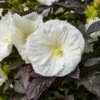 Summerific® 'Cookies And Cream' Perennial Hibiscus