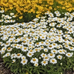 'Snowcap' Shasta Daisy -Flower Shop 5d07eed00a4d7384dafc77bde2737f15