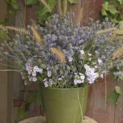 'Blue Glitter' Sea Holly -Flower Shop 606Eryngiumplanum BlueGlitter 3