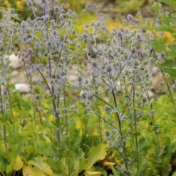 'Blue Glitter' Sea Holly -Flower Shop 606Eryngiumplanum BlueGlitter 4
