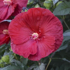 Summerific® 'Cranberry Crush' Perennial Hibiscus -Flower Shop 607Hibiscus CranberryCrush 4