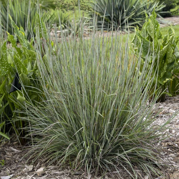 Prairie Winds® 'Brush Strokes' Little Bluestem Grass (Schizachyrium) 2 Prairie Winds® 'Brush Strokes' Little Bluestem Grass (Schizachyrium) - Image 2