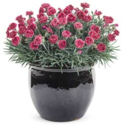 Fruit Punch® 'Black Cherry Frost' Dianthus 7 Fruit Punch® 'Black Cherry Frost' Dianthus -Flower Shop 634 2695 popup