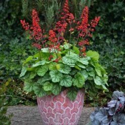 Dolce® 'Appletini' Coral Bells -Flower Shop 635 2698 popup