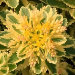 'Atlantis' Stonecrop -Flower Shop 639 2718 popup e5add1f9 3377 4841 ac33 76dffe76c01b