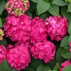 Endless Summer® Summer Crush® Bigleaf Hydrangea -Flower Shop 640 2721 popup