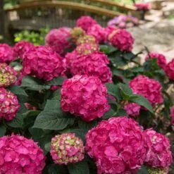 Endless Summer® Summer Crush® Bigleaf Hydrangea -Flower Shop 640 2724 popup
