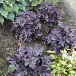 Dolce® 'Frosted Berry' Coral Bells -Flower Shop 654 Dolce Frosted Berry Heuchera 3