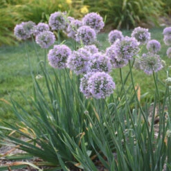 'Bubble Bath' Allium -Flower Shop 658 Bubble Bath Allium 2