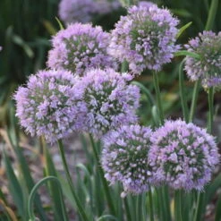 'Bubble Bath' Allium -Flower Shop 658 Bubble Bath Allium 3