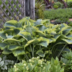 Shadowland® 'Seducer' Hosta -Flower Shop 6598ef6fe9ffaa880ffbbb5ef687e47e