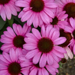 Color Coded® 'The Fuchsia Is Bright' Coneflower -Flower Shop 661 Color Coded The Fuchsia Is Bright Coneflower 3