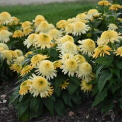 Double Coded™ 'Butter Pecan' Coneflower