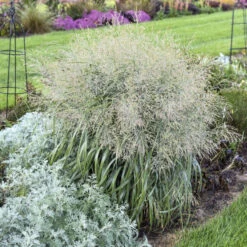 Prairie Winds® 'Niagara Falls' Switchgrass -Flower Shop 666 Prairie Winds Niagara Falls Switchgrass 3