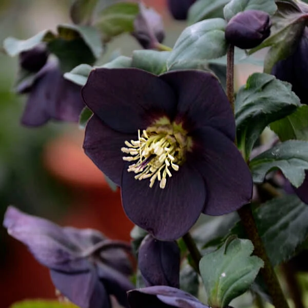 Honeymoon® New York Night Lenten Rose 1 Honeymoon® New York Night Lenten Rose