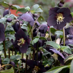 Honeymoon® New York Night Lenten Rose 6 Honeymoon® New York Night Lenten Rose -Flower Shop 668 Honeymoon New York Night Lenten Rose 3