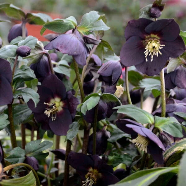 Honeymoon® New York Night Lenten Rose 3 Honeymoon® New York Night Lenten Rose - Image 3