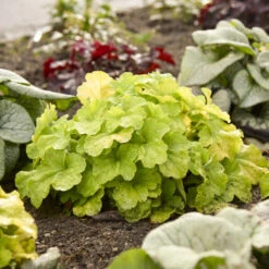 Primo® Pistachio Ambrosia Coral Bells -Flower Shop 669 Primo Pistachio Ambrosia Coral Bells 3