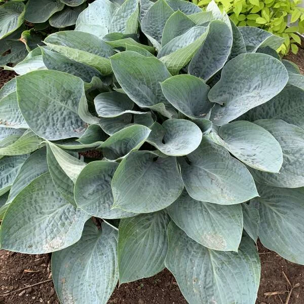 Shadowland® 'Above The Clouds' Hosta 1 Shadowland® 'Above The Clouds' Hosta