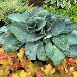 Shadowland® 'Above The Clouds' Hosta 6 Shadowland® 'Above The Clouds' Hosta -Flower Shop 672 Shadowland Above The Clouds Hosta 3