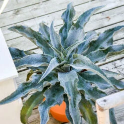 ART & SOL™ 'Catch A Wave' Mangave