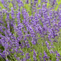 'Imperial Gem' Lavender 5 'Imperial Gem' Lavender -Flower Shop 677 Imperial Gem Lavender 3