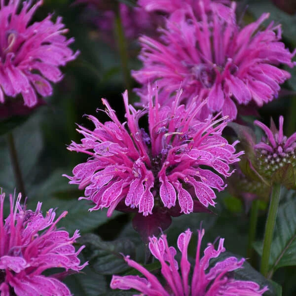 Upscale™ 'Lavender Taffeta' Bee Balm 1 Upscale™ 'Lavender Taffeta' Bee Balm