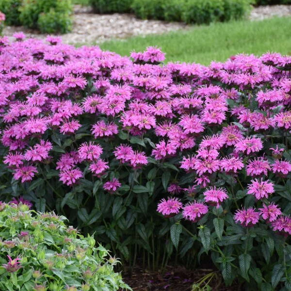 Upscale™ 'Lavender Taffeta' Bee Balm 2 Upscale™ 'Lavender Taffeta' Bee Balm - Image 2