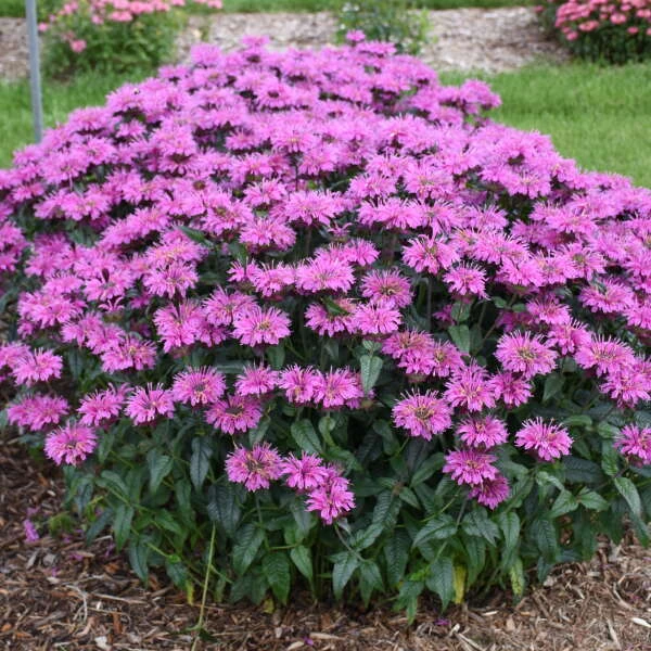 Upscale™ 'Lavender Taffeta' Bee Balm 3 Upscale™ 'Lavender Taffeta' Bee Balm - Image 3