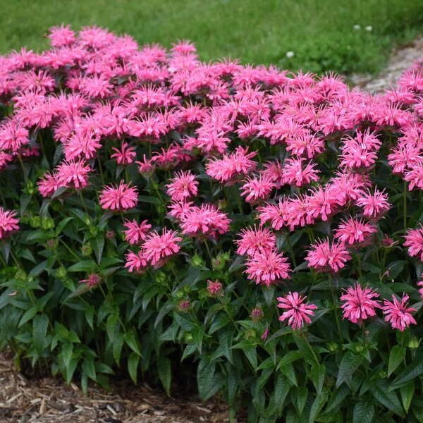 Upscale™ 'Pink Chenille' Bee Balm 1 Upscale™ 'Pink Chenille' Bee Balm