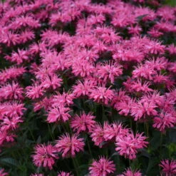 Upscale™ 'Pink Chenille' Bee Balm 6 Upscale™ 'Pink Chenille' Bee Balm -Flower Shop 681 Monarda Pink Chenille Bee Balm 3