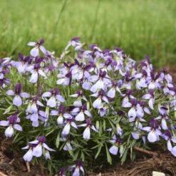 'Eco Artist Palette' Birdfoot Violet -Flower Shop 686 Eco Artist Palette Perennial Violet 2