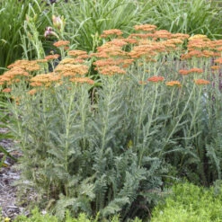 'Sassy Summer Sunset' Yarrow -Flower Shop 688 Sassy Summer Sunset Yarrow 1