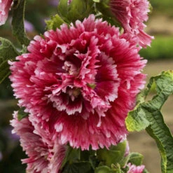 'Fiesta Time' Hollyhock -Flower Shop 693 Fiesta Time Hollyhock 1