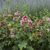 'Fiesta Time' Hollyhock