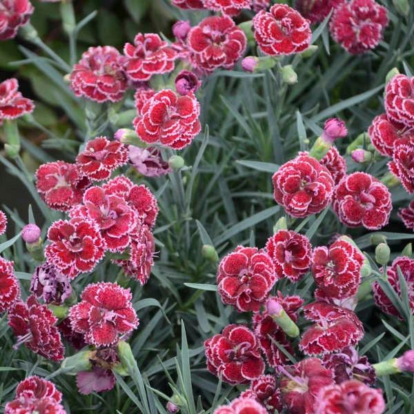 Fruit Punch® 'Black Cherry Frost' Dianthus 2 Fruit Punch® 'Black Cherry Frost' Dianthus - Image 2