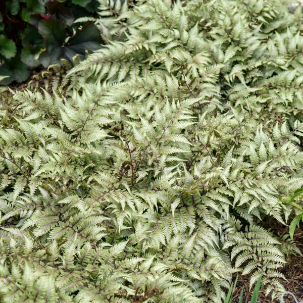 'Godzilla' Giant Japanese Painted Fern 2 'Godzilla' Giant Japanese Painted Fern - Image 2