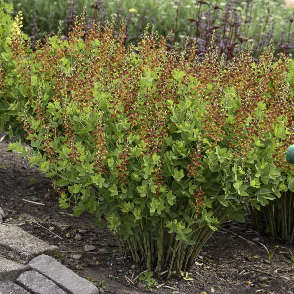 Decadence® 'Cherries Jubilee' False Indigo 1 Decadence® 'Cherries Jubilee' False Indigo