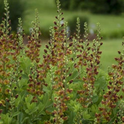 Decadence® 'Cherries Jubilee' False Indigo 9 Decadence® 'Cherries Jubilee' False Indigo -Flower Shop 697 Decadence Cherries Jubilee False Indigo 4