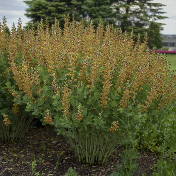 Decadence® 'Cherries Jubilee' False Indigo 5 Decadence® 'Cherries Jubilee' False Indigo - Image 5