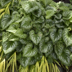 'Emerald Mist' Siberian Bugloss -Flower Shop 699 Emerald Mist Siberian Bugloss 1