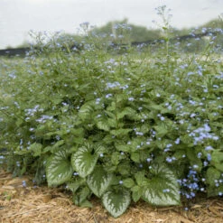 'Emerald Mist' Siberian Bugloss -Flower Shop 699 Emerald Mist Siberian Bugloss 4