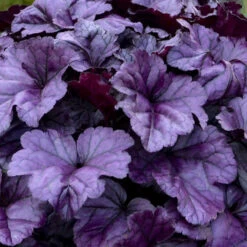 Dolce® 'Wildberry' Coral Bells -Flower Shop 6ba28e8aa1412fb50d7cd302fba8207e