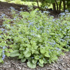 'Jack Of Diamonds' Siberian Bugloss 7 'Jack Of Diamonds' Siberian Bugloss -Flower Shop 6faf0d3a285a7519e36a27c802aeff77