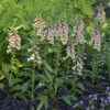 'Dalmatian Peach' Foxglove